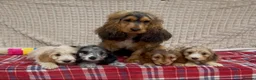 Cockapoo dogs for sale: STUNNING COCKAPOO PUPPIES READY NOW  - Advert 2