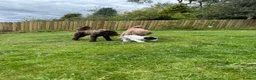 Sproodle dogs for sale: Sproodles – Multigen Puppies in Peterculter - Advert 22