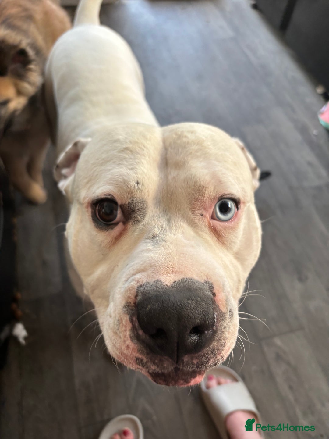 American Bulldog dogs for stud: Classic American bull 🇺🇸  - Image 14