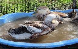 Ducks poultry for sale: Large Silver Appleyard Drakes - Image 2