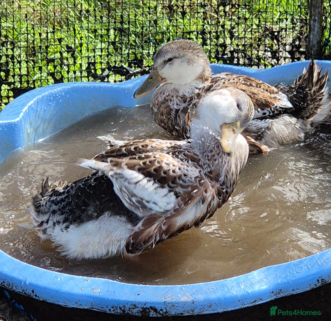 Ducks poultry for sale: Large Silver Appleyard Drakes - Image 2
