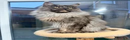 Maine Coon cats for sale: Last gorgeous boy! - Advert 9