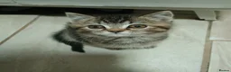 British Shorthair cats for sale: Fully vaccs British shorthair kittens.Ready now - Advert 6