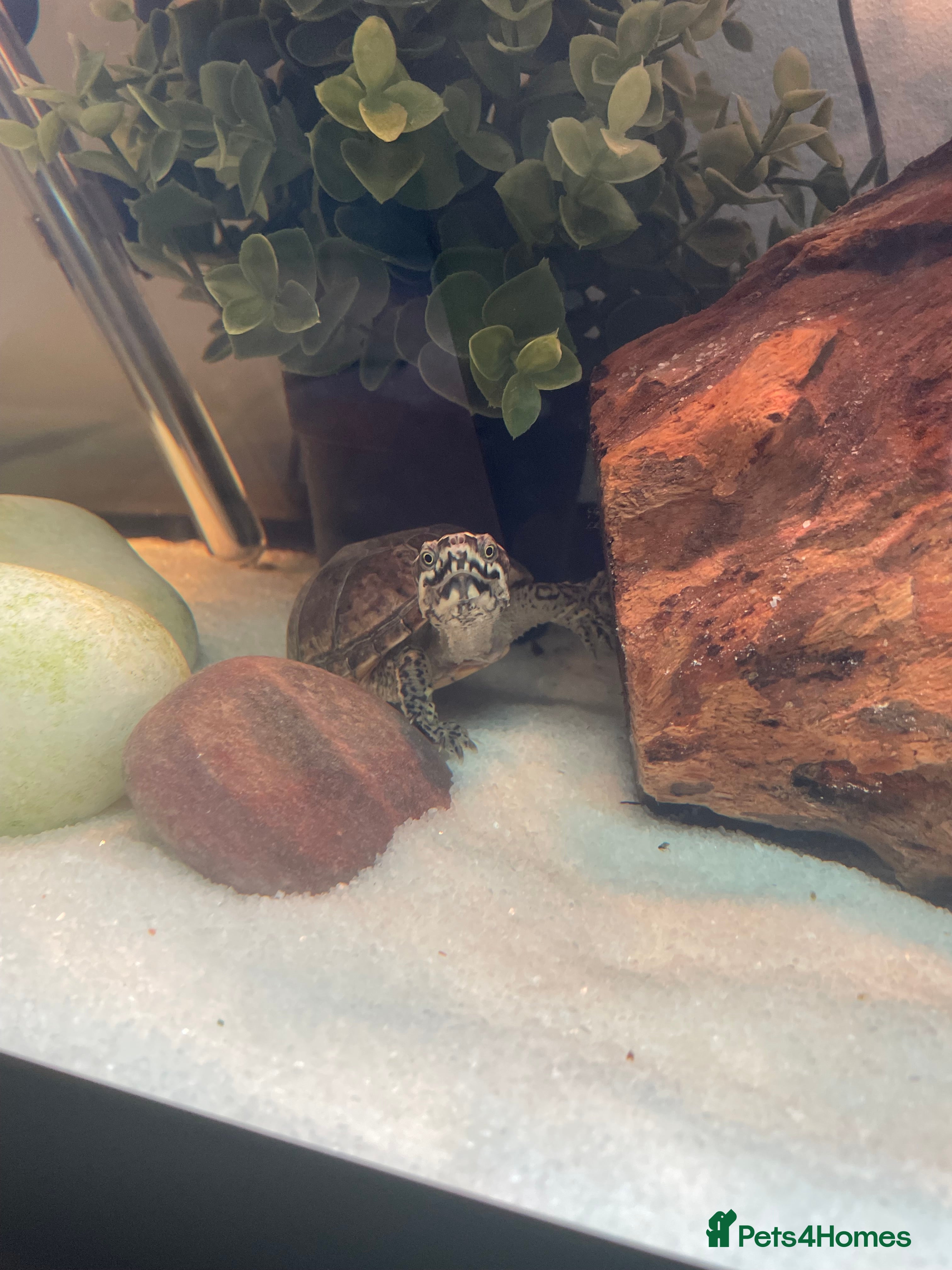 Turtle reptiles Musk Turtle - Advert 1