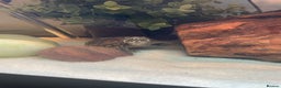 Turtle reptiles for sale: Musk Turtle - Advert 1