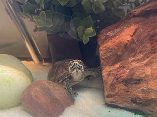 Turtle reptiles Musk Turtle - Advert 3