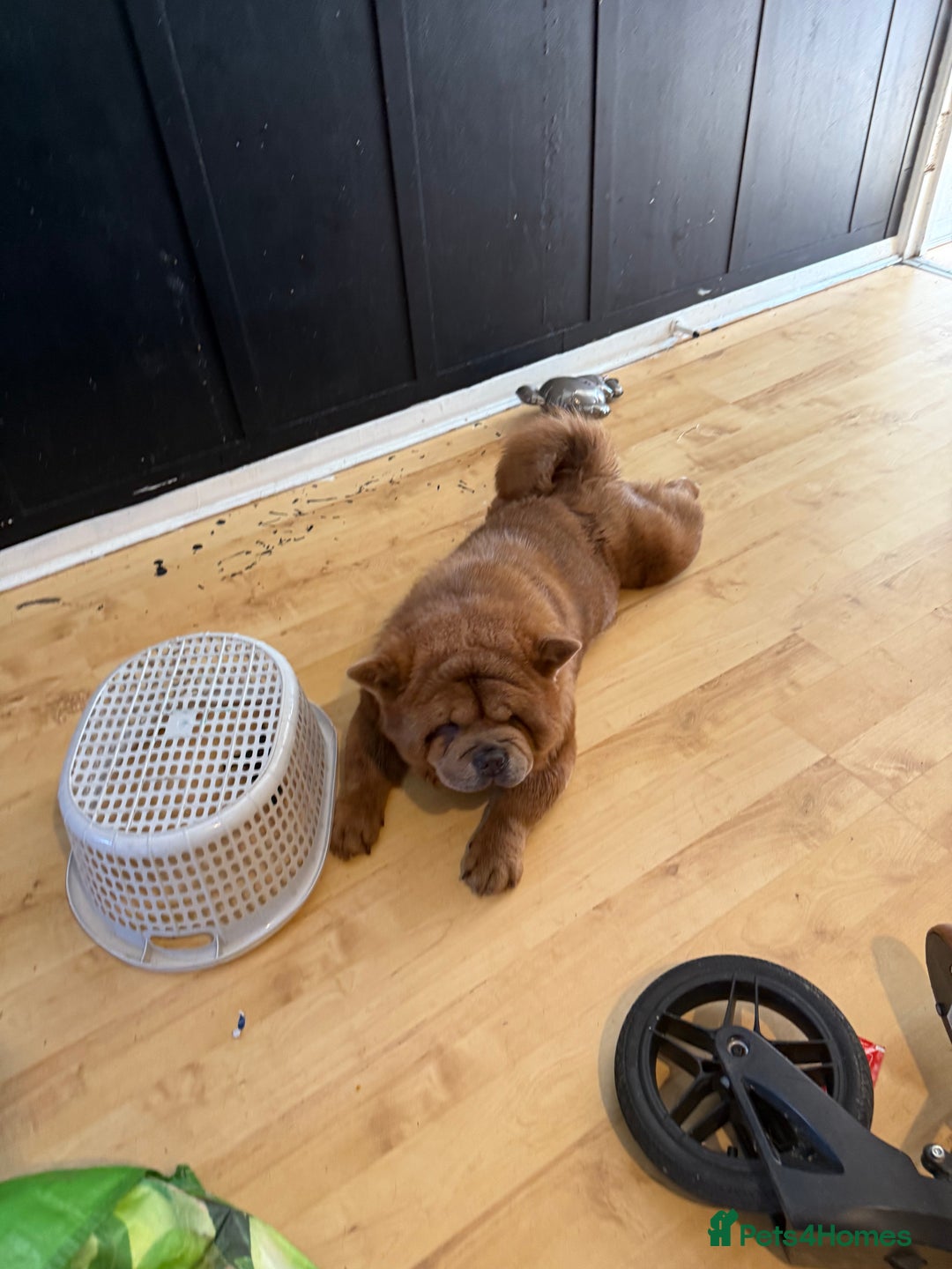 Chow Chow dogs for sale: Female mini chow chow  - Advert 2