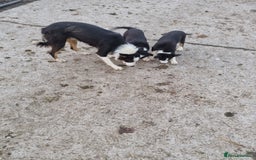 Border Collie dogs for sale: Farm Bred Border Collie Pups - Advert 6