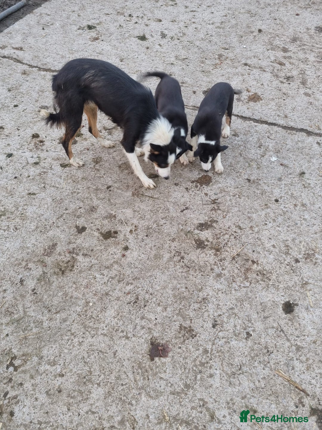 Border Collie dogs for sale: Farm Bred Border Collie Pups - Advert 6