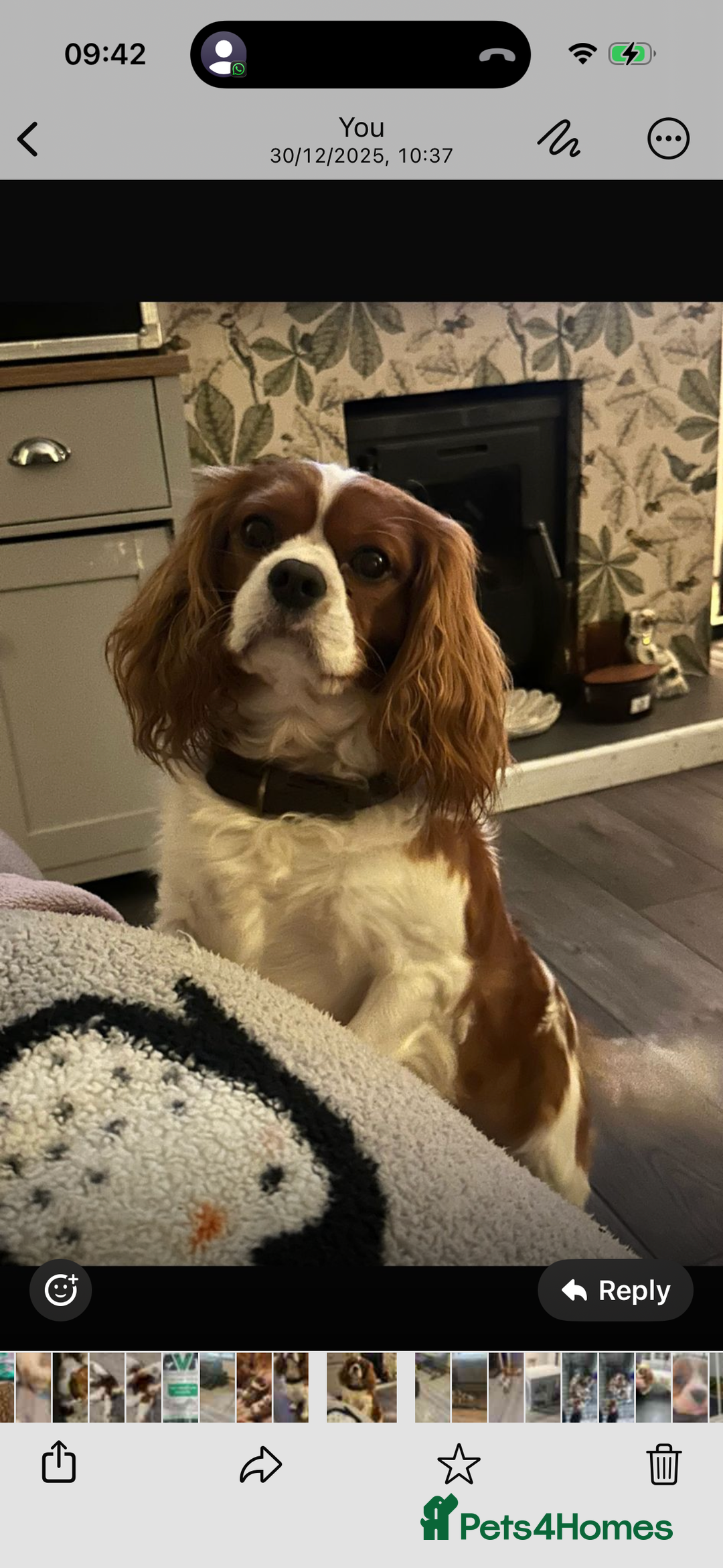 Cavalier King Charles Spaniel dogs for sale: Cavalier King Charles spaniel puppies  - Advert 9