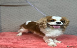 Cavalier King Charles Spaniel dogs for adoption: Lady’s Miracle: From Misery to Love - Image 7