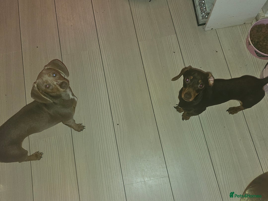 Miniature Dachshund dogs for sale: 10 month old pedegree minature dashound - Advert 10