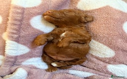 Miniature Poodle dogs for sale: Kc reg mini poodle 5 generation pedigree - Advert 12