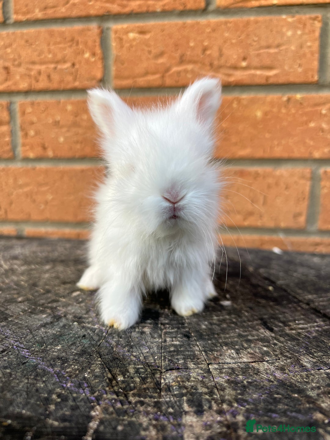 Angora rabbits for sale: English Angora  - Image 5
