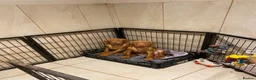 Hungarian Vizsla dogs for sale: Hungarian w/h vizsla s last 2 boys remaining  - Advert 4