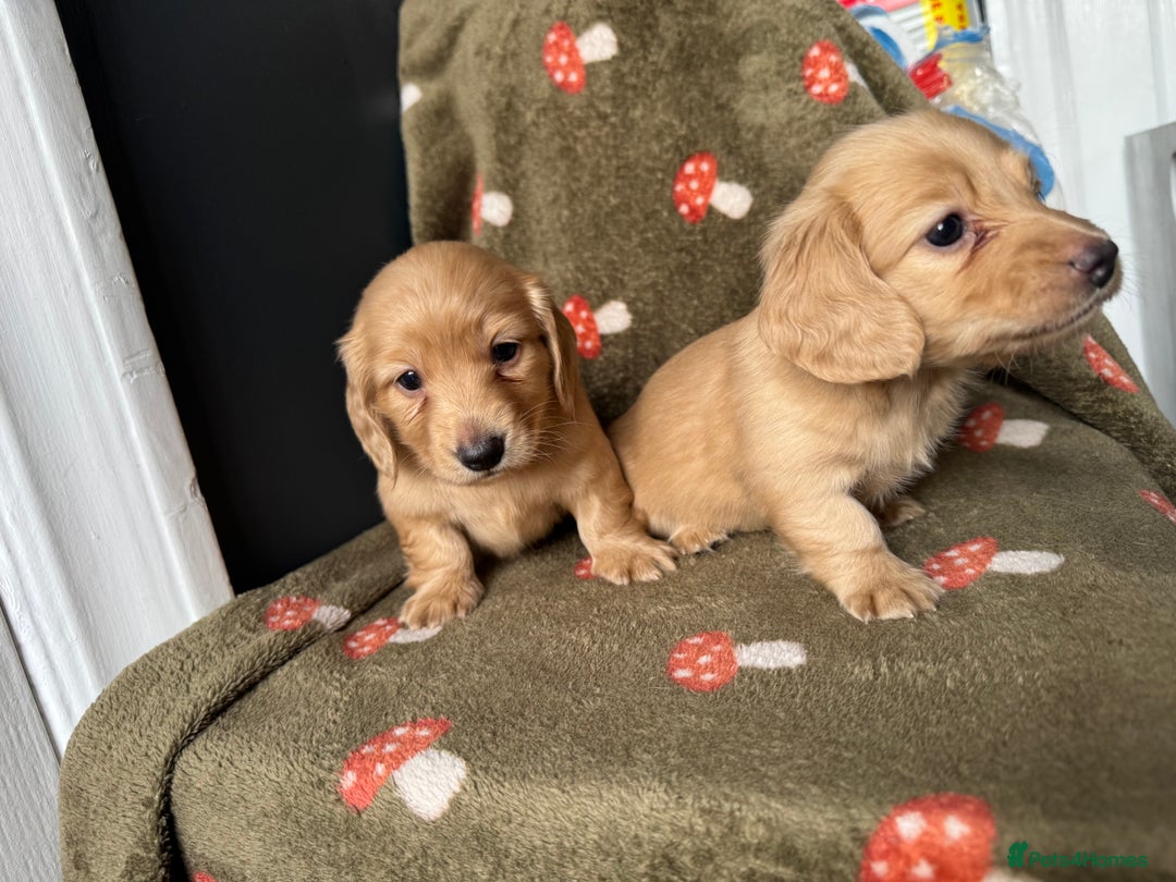 Miniature Dachshund dogs for sale: Cream&Shaded KC reg. PRA clear 4 weeks old - Image 13