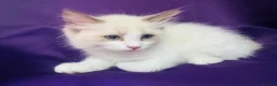 Ragdoll cats for sale: GCCF registered Ragdolls - Advert 12