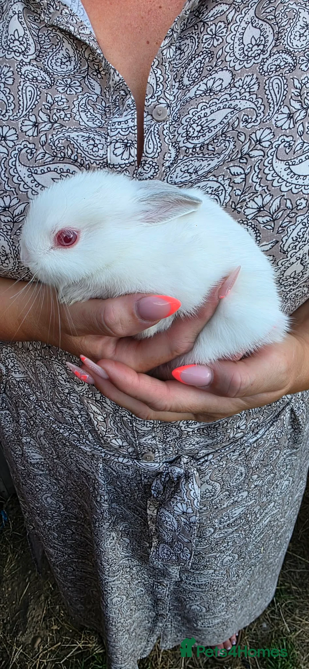Netherland Dwarf rabbits for sale: Netherlands dwarf babies  - Advert 2