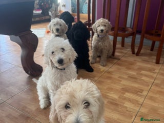 Goldendoodle dogs Golden doodle F1B stunning puppies - Advert 1