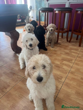 Goldendoodle dogs Golden doodle F1B stunning puppies - Advert 1