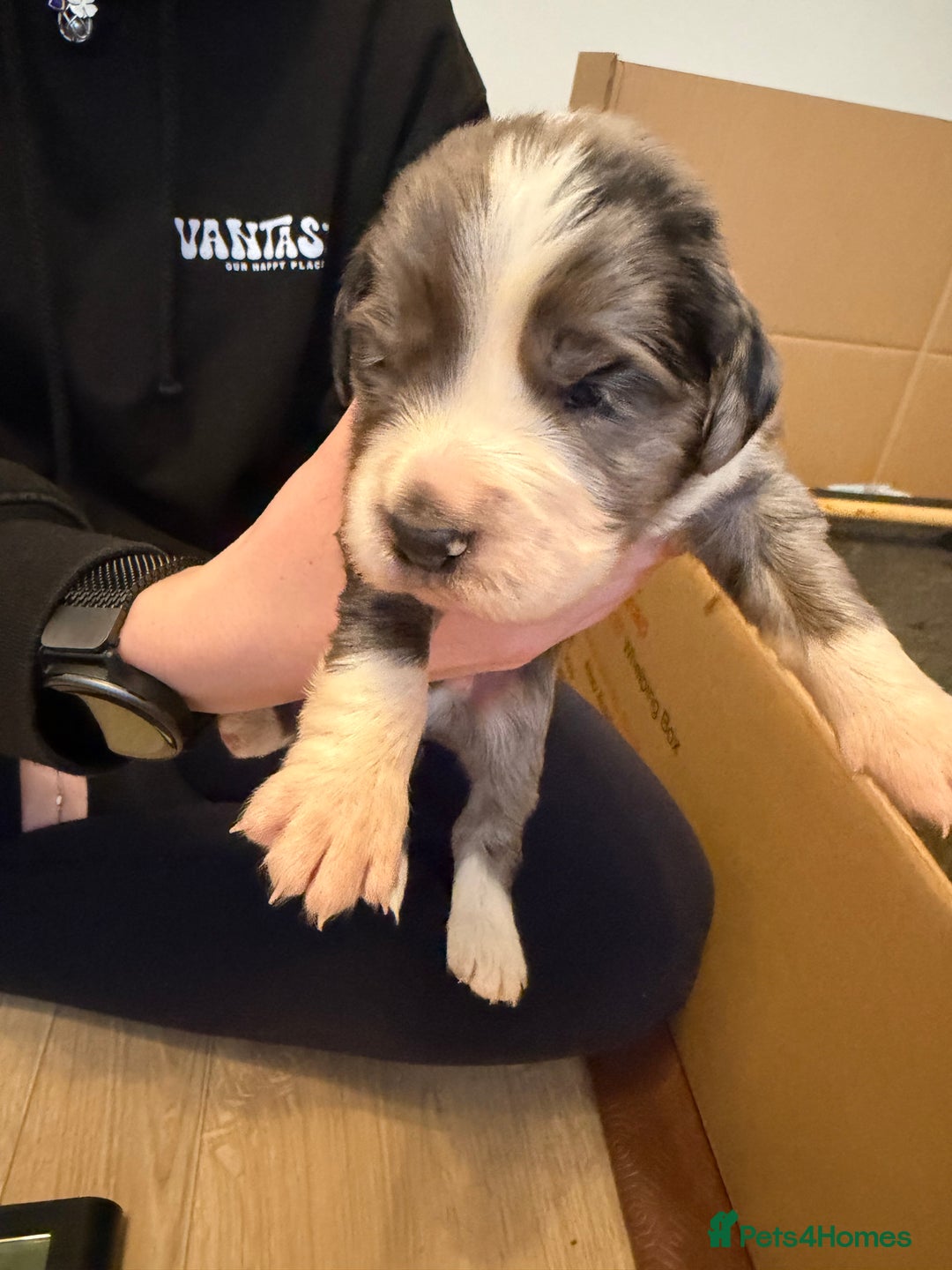 Sprollie dogs for sale: 6 Male Sprollies For Sale - Advert 5