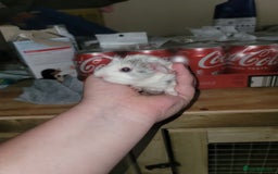Guinea Pig rodents for sale: guinea pig  - Image 2