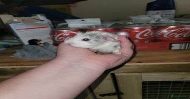 Guinea Pig rodents - Advert 13