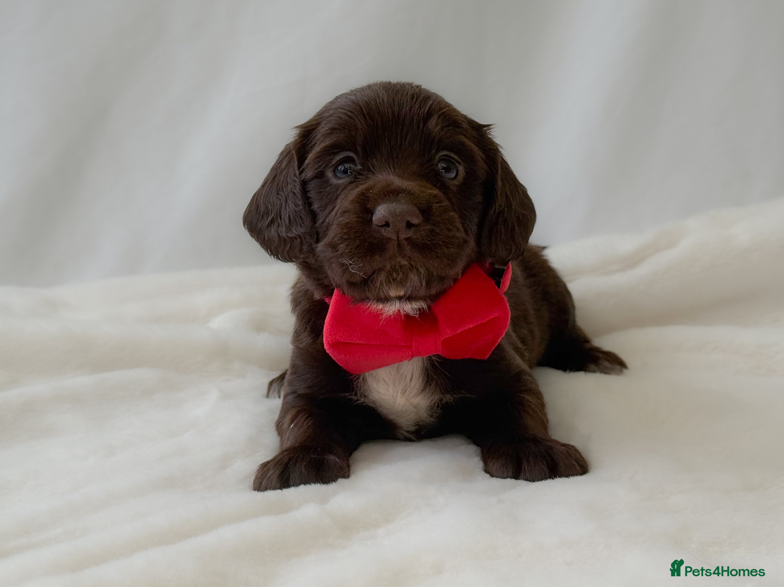 Cocker Spaniel dogs KC Working Cocker Spaniel Puppies - Health Tested  - Advert 18