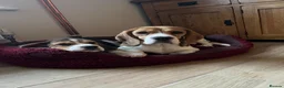 Beagle dogs for sale: KC registered beagle poppies  - Advert 2