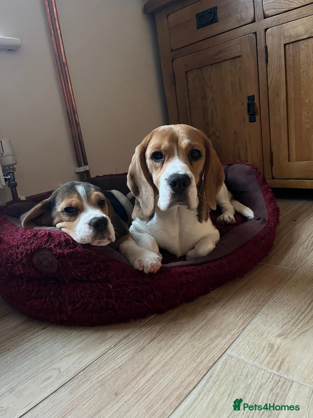 Beagle dogs for sale: KC registered beagle poppies  - Advert 2