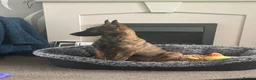 Mixed Breed dogs for sale: Dutch herder x German shepherd  - Advert 3