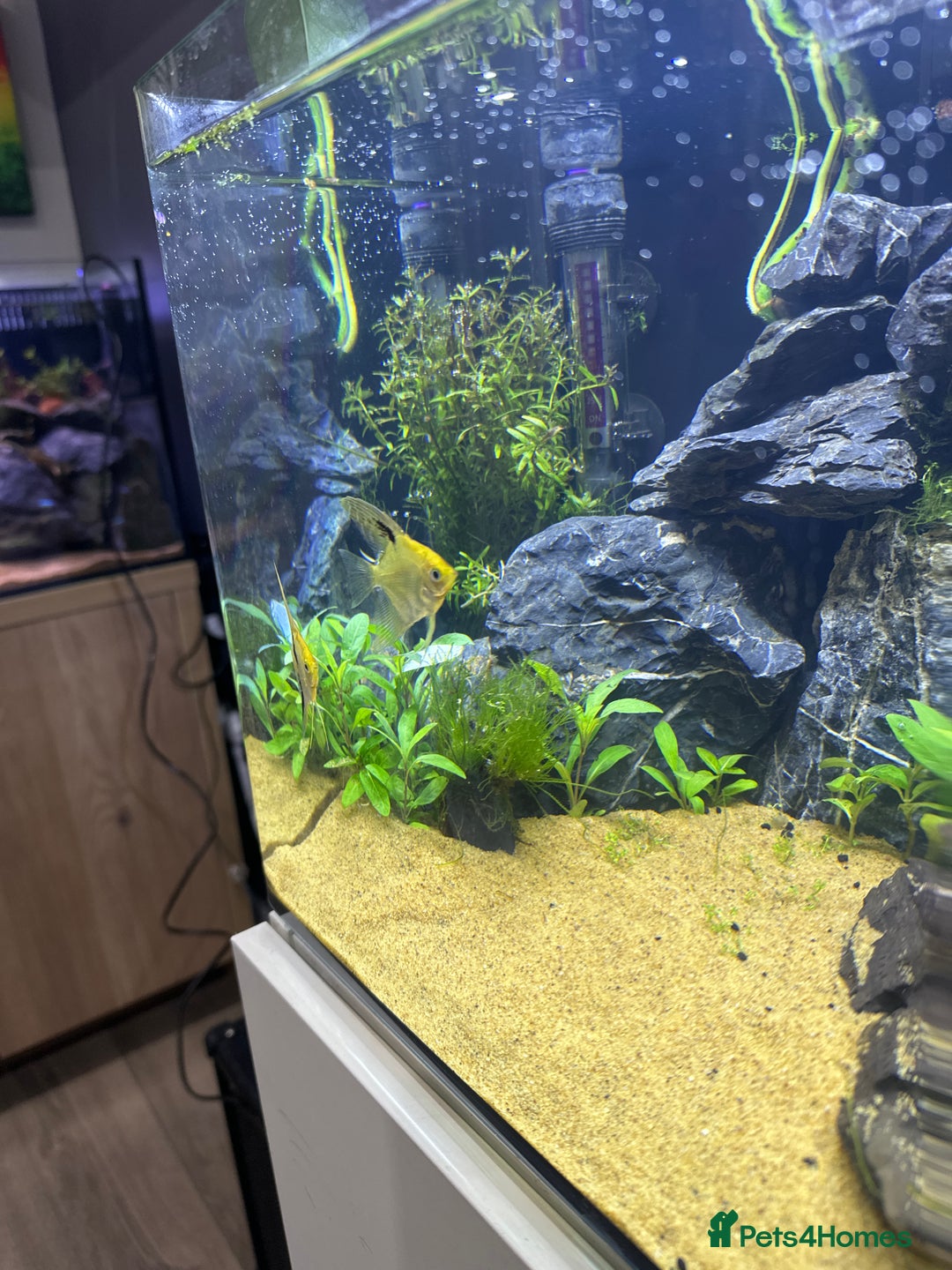 Angelfish fish for sale: 2 Angel fish  - Advert 2