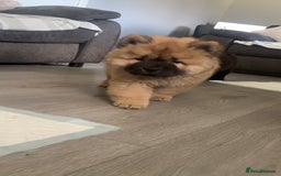 Chow Chow dogs for sale: 🤍  1 STUNNING GIRL LEFT 🐾 READY TO LEAVE 🐾 - Image 1