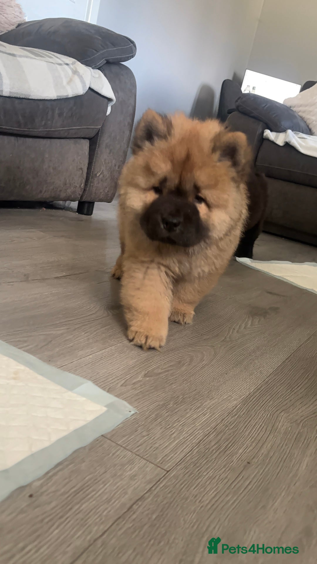 Chow Chow dogs for sale: 🤍  1 STUNNING GIRL LEFT 🐾 READY TO LEAVE 🐾 - Image 1