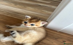 British Shorthair cats for sale: GCCF BSH fluffy kittens - Image 19