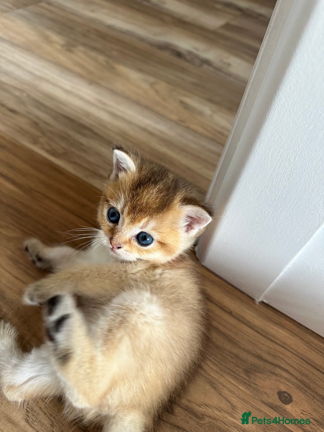 British Shorthair cats for sale: GCCF BSH fluffy kittens - Image 19