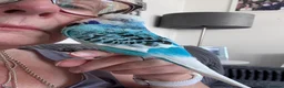 Budgerigars birds for sale: Beautiful Tame Male Exhibition Budgie  - Advert 3
