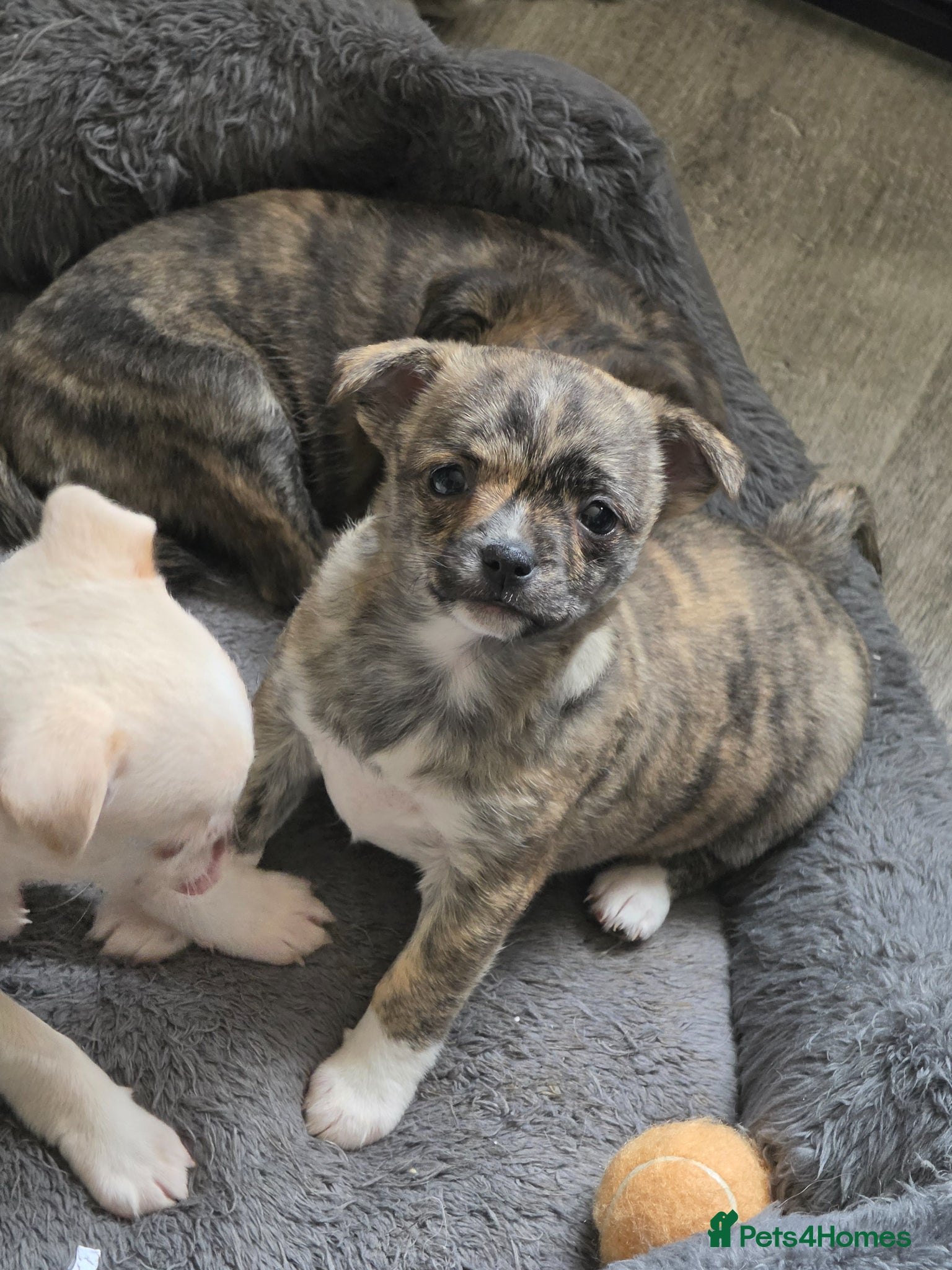 Chihuahua dogs RARE Brindle Chihuahua Puppies - Advert 2