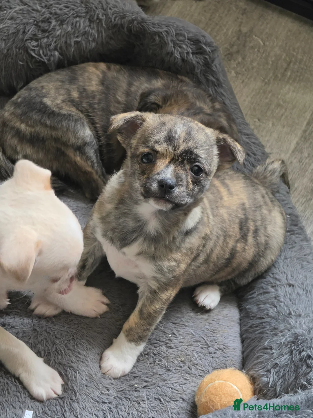 Chihuahua dogs for sale: RARE Brindle Chihuahua Puppies - Advert 1