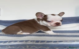 French Bulldog dogs for sale: Hikema X Cheeko (French bulldogs) - Image 8