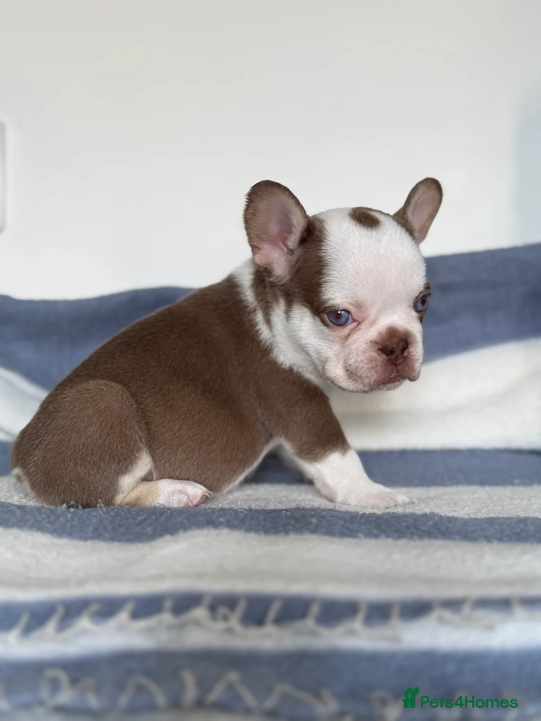 French Bulldog dogs for sale: Hikema X Cheeko (French bulldogs) - Advert 5