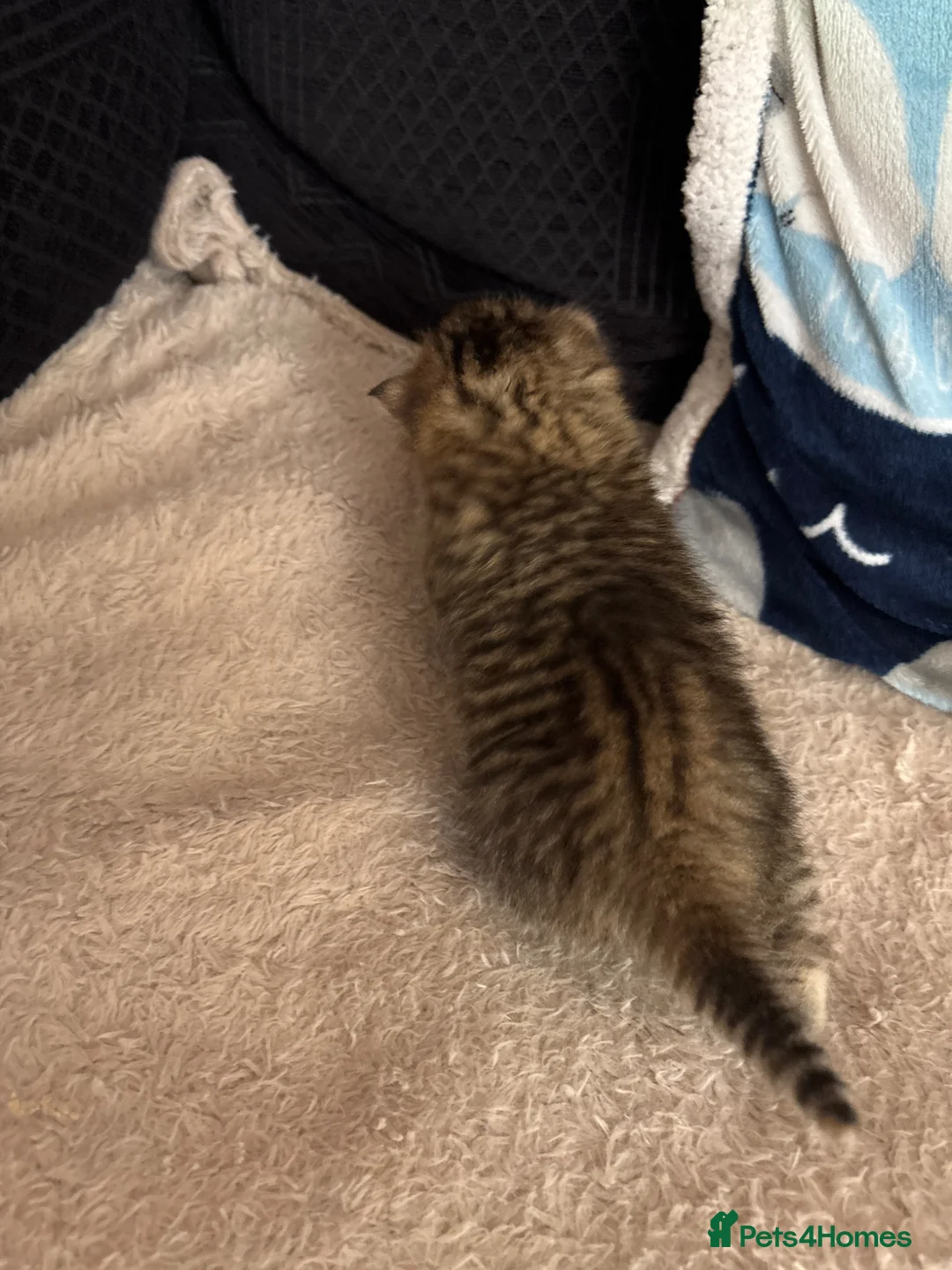 Norwegian Forest Cat cats for sale: Norwegian forest kitten - Advert 9