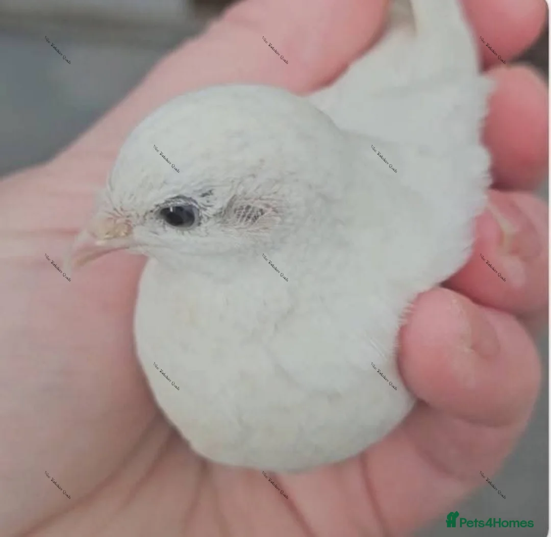 Quail poultry for sale: Cpq Chinese Painted quail button hatching eggs - Advert 2