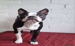 Boston Terrier dogs for stud: KC Reg Boston Terrier for Stud - Image 1