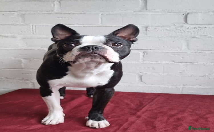 Boston Terrier dogs - Advert 3