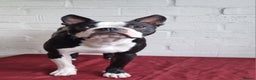 Boston Terrier dogs for stud: KC Reg Boston Terrier for Stud - Advert 1