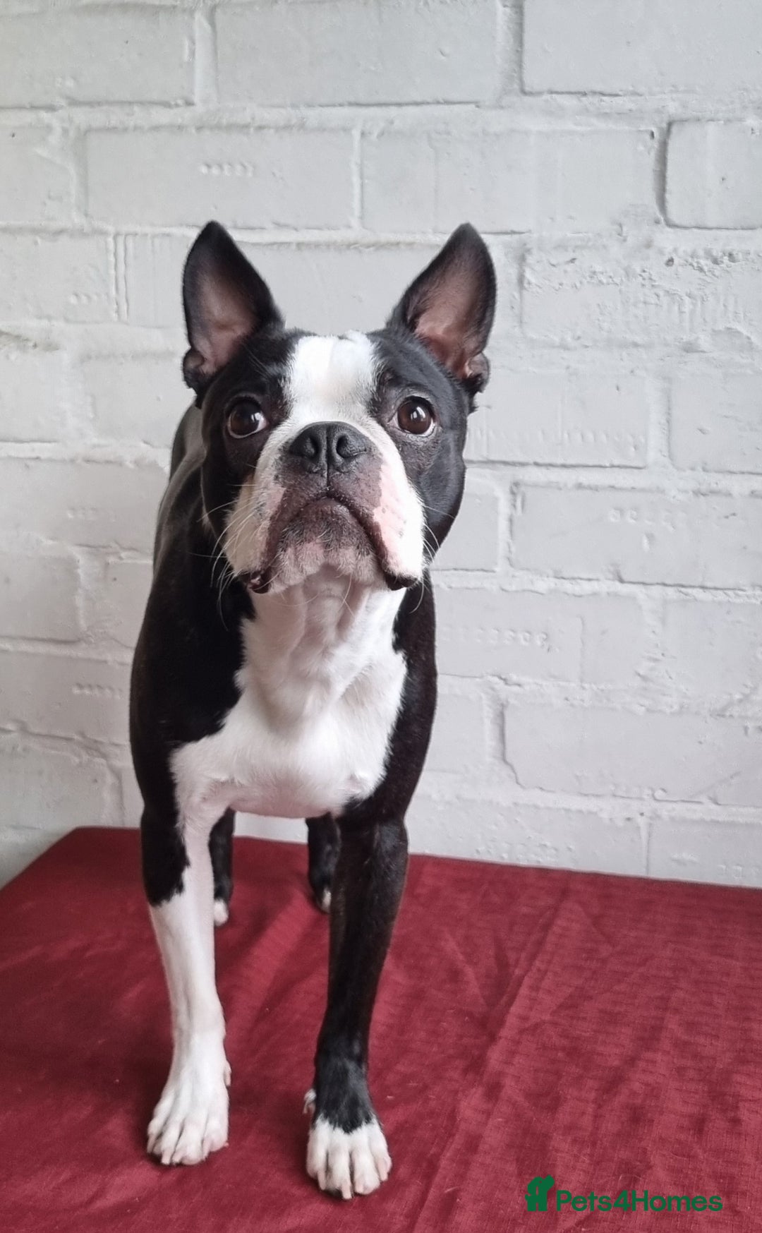 Boston Terrier dogs for stud: KC Reg Boston Terrier for Stud - Image 1