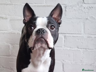 Boston Terrier dogs - Advert 2