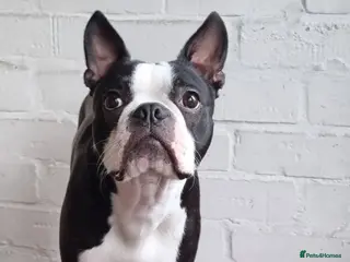 Boston Terrier dogs Proven KC Reg Boston Terrier for Stud - Advert 11