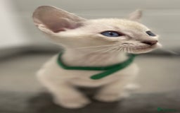 Siamese cats for sale: GCCF Registered Traditional Siamese Kittens.  - Image 19